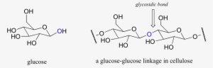 The Bonds Connecting Individual Sugar Units In Carbohydrate - Glycosidases Example