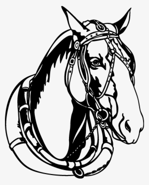 12 Horse Head Black And White Vectors [eps File] - Horse Vector