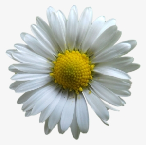 Flores Png Branca - Blomster Med Hvit Bakgrunn