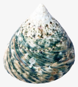 Seashell Restaurant Cockle Clip Art Transprent Png - Seashell