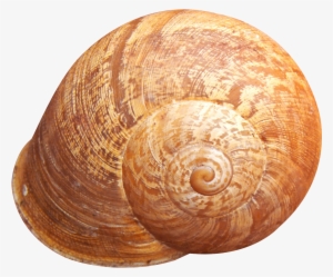 Shell Png Hd - Shell Png