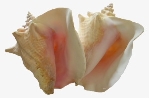 Two Queen Conchs Png - Two Pink Conchs Tote Bag