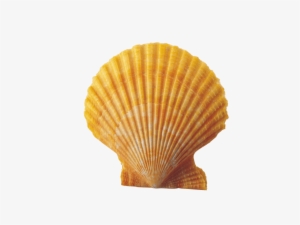 Seashell Clip Art Transprent Png Free Download - Shell Png Transparent