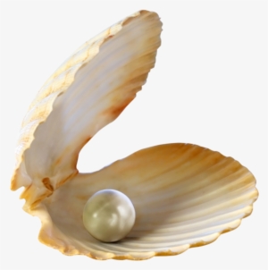 Go To Image - Seashells Png