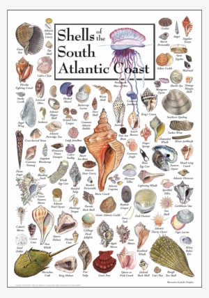 Shopping Cart -  -  - Types Of Seashells Atlantic Coast