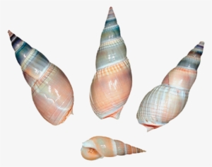 0, - Sea Snail Shell Png