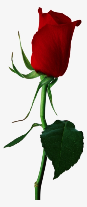 Stem Drawing Rose Bud Graphic Stock - Red Rose Bud Png