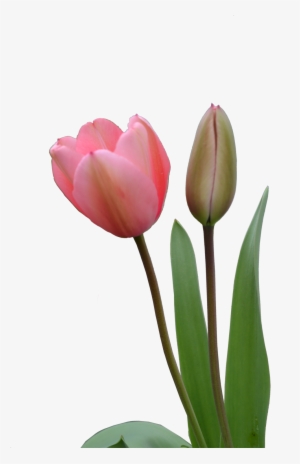 Type Big - Tulip