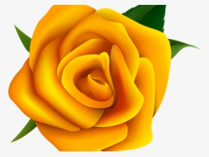Yellow Rose Vector Png