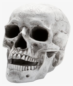 Download - Human Skull Open Mouth