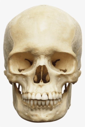 Free Png Skull Png Images Transparent - Skull Of Human Body