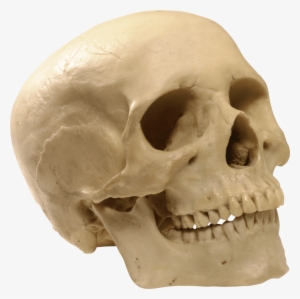 Free Png Skeleton, Skull Png Images Transparent - Model Of A Skull Puzzle