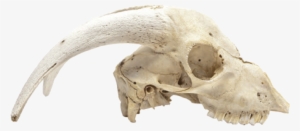 Cabinet Of Curiosities - Dead Animal Skulls