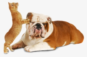 Cat And Dog - Young Living And Animals