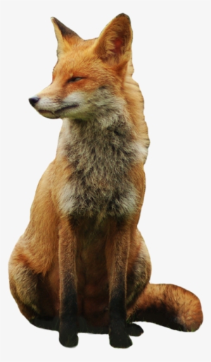 Fox Transparent