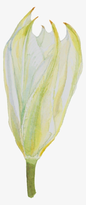 Tulip Hand-painted Watercolor Decorative Transparent - Watercolor Painting