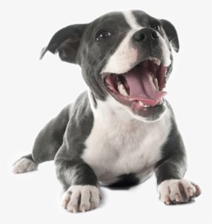 Pit Bull Terrier Png - Pitbull Png