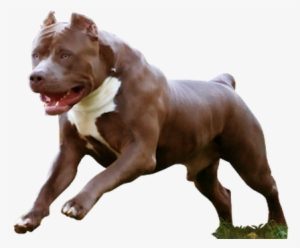 American Pit Bull Terrier Kennel - Pitbull Png