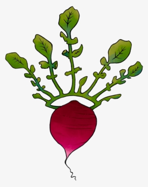 Illustration Of A Radish With A Leaf Crown - Illustration