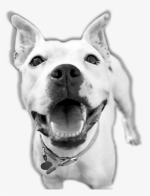 New Does Your Dog Have What It Takes To Become A Canine - Pit Bull