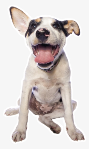 Pitbull Dog Png