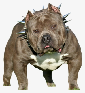 Pitbull Puppy Png Download - American Bully Dog