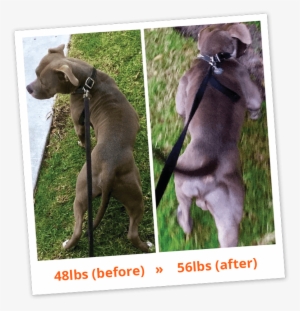 Bullymax Before After - Bully Max Reviews Before And After