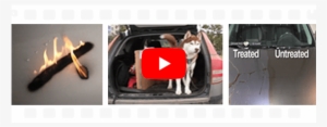 Click The Play Button Above To Watch The Video - Companion Dog