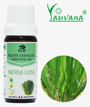 Aceite Esencial De Hierba Luisa / Lemongrass 100% Puro - Easy To Grow Bulbs 14407-01 Lemon Grass