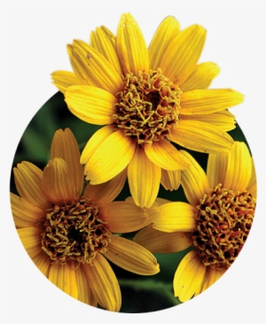 también conocida popularmente como tabaco de montaña - sunflower