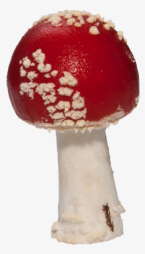 Fly Agaric
