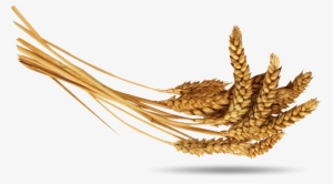 Download Transparent Png - Колосья Пшеницы Пшеница Png