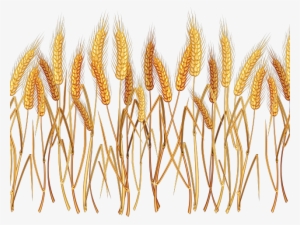 Wheat Clipart Transparent Background - Wheat Clipart