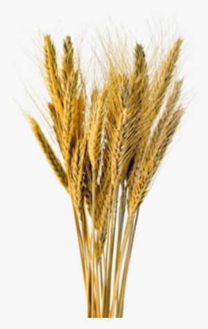 Inshare - Triticale