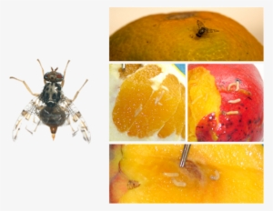 Adulto Y Daños De Ceratitis Capitata - Moscas De La Fruta Anastrepha Spp Ceratitis Capitata