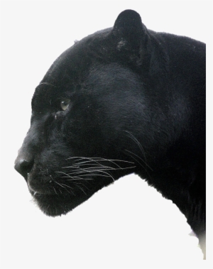Panther Trans Head - Woodlawn High School