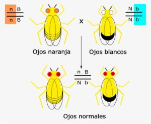 Drosophila Genoma - Fruit Flies