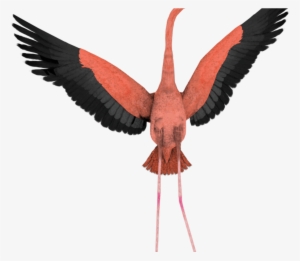 Free Flamingo Cartoon Images, Download Free Clip Art, - Transparent Png Format Png Birds