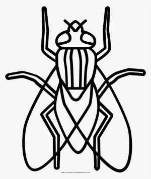 Dibujo De Mosca Para Colorear - Insects Out Lines