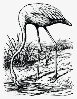 Free Clipart Of A Flamingo - Shorebird