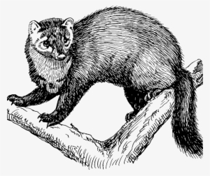 Fisher Animal Black And White