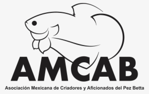 National Amcab Ibc Contest Mexico - All Saints College