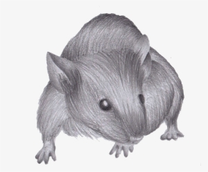 Drawn Mouse Real Life Pictures To Pin On Pinterest - Drawing