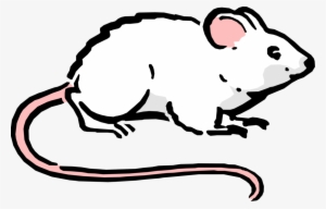 Vector Illustration Of Cartoon Rodent White Mouse - Ratos Desenho Png