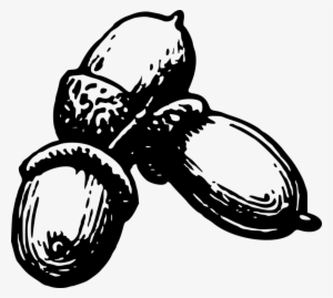 acorns images - nuts and seeds clipart black and white