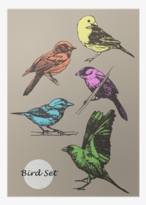 Set Of Highly Detailed Colorful Hand-drawn Birds - Bird