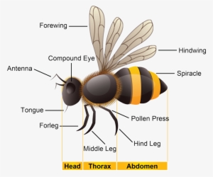 Biology - Bee