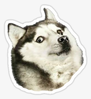 Doge In Husky Breed • Also Buy This Artwork On Stickers, - Flying Dogs