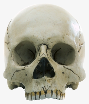 Skull Png, Download Png Image With Transparent Background,