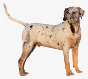 Appearance Of Catahoula Leopard Dog - Catahoula Leopard Dog Png